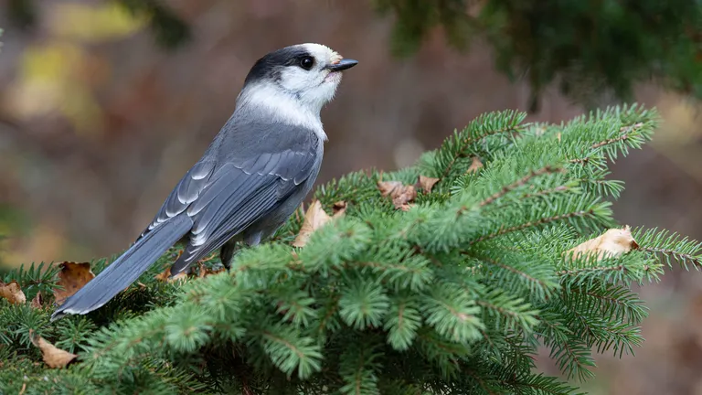 Gray Jay