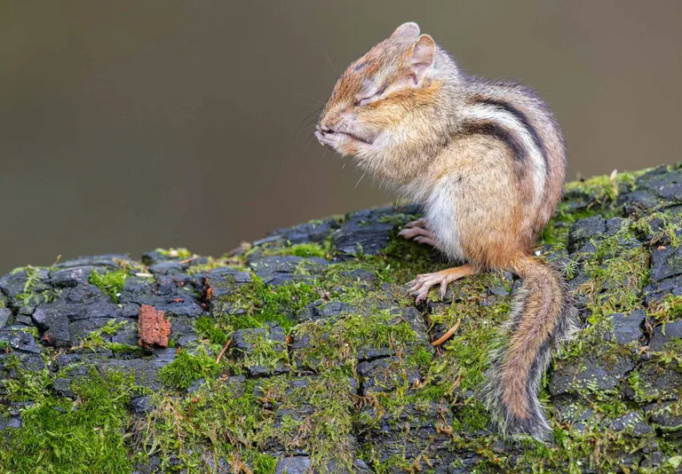 Eastern Chipmunk