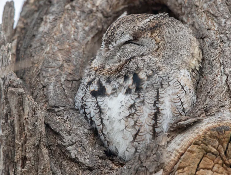 Eastern Screech Owl
