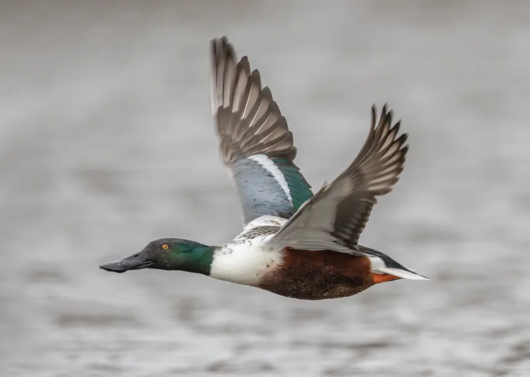 Northern Shoveler, male
