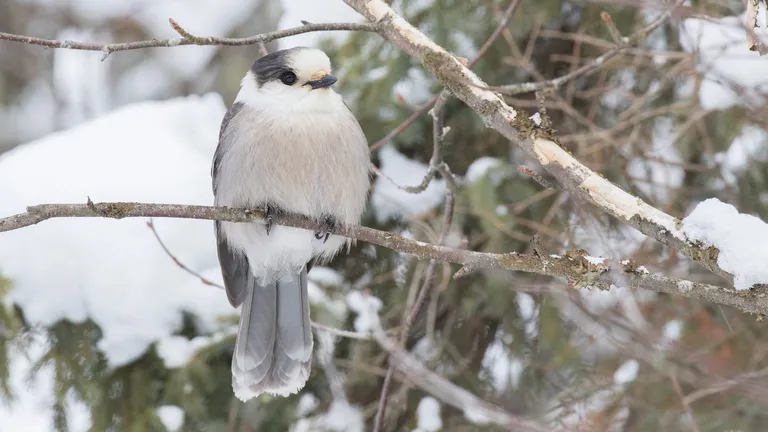 Gray Jay