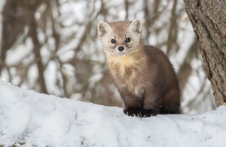 Pine Marten