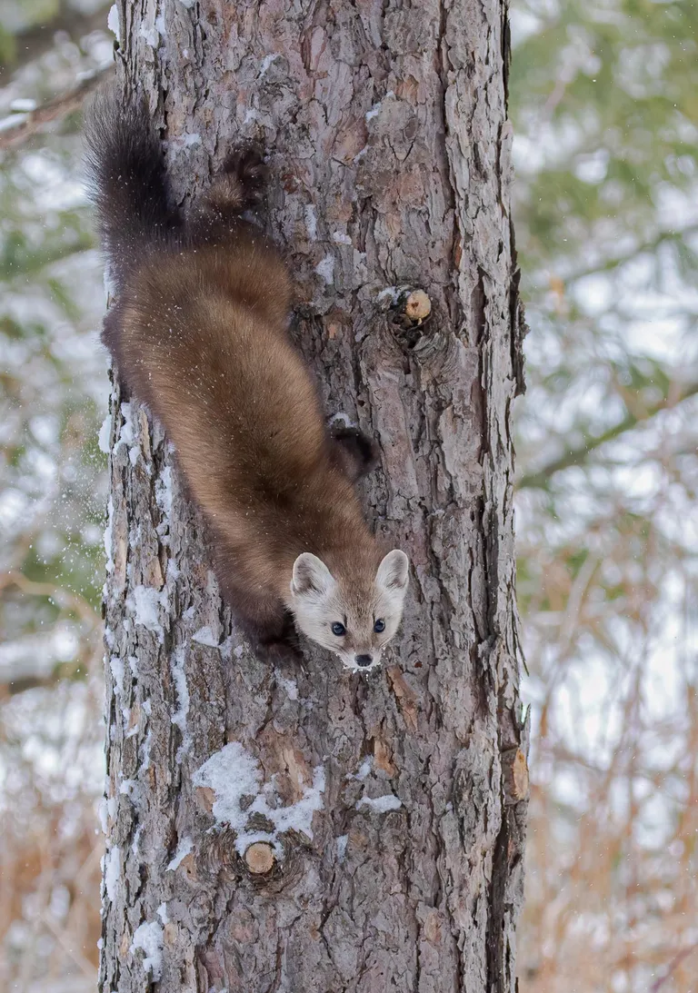 Pine Marten