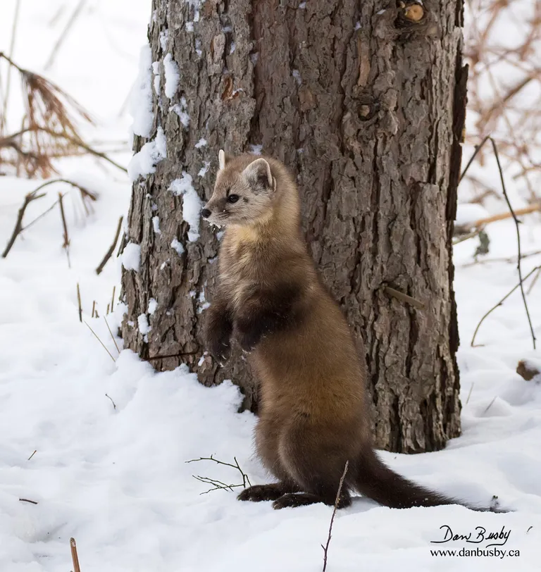 Pine Marten