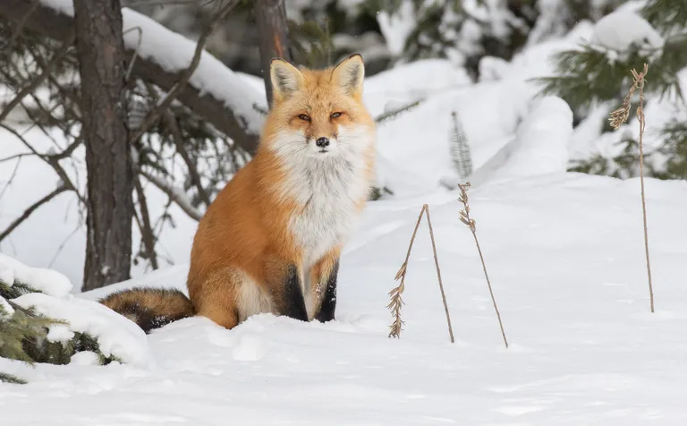 Red Fox
