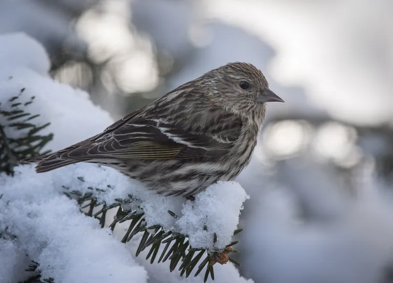 Pine Siskin