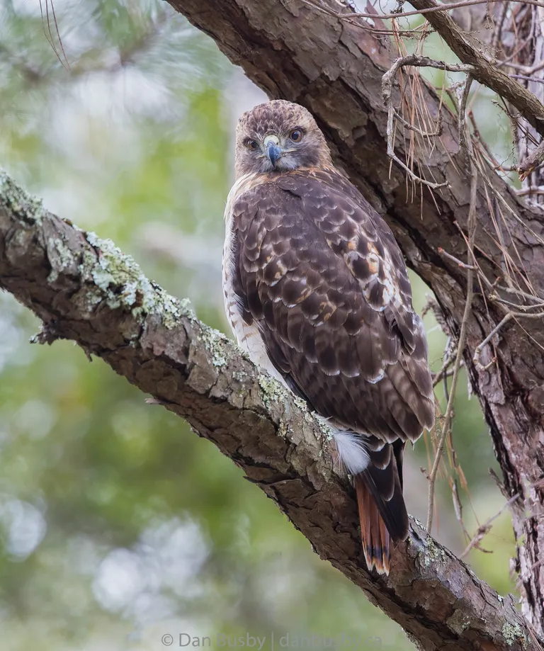 Red-tailed Hawk