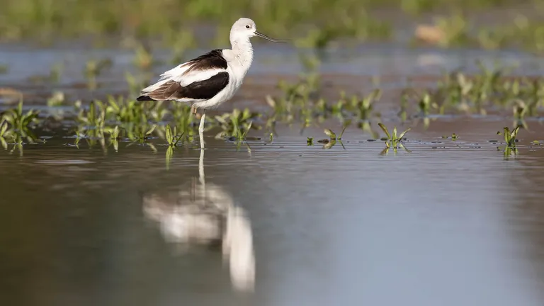 American Avocet