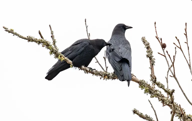 American Crow