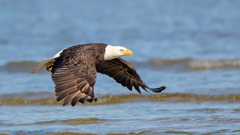 Bald Eagle