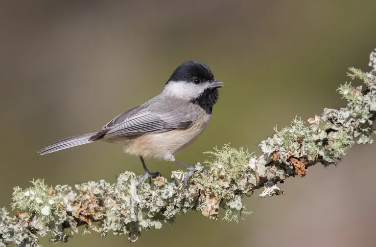 Carolina Chickadee