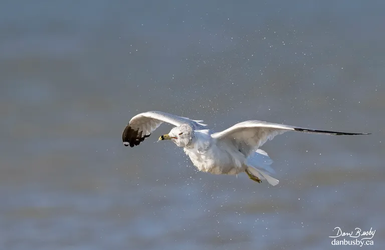 Ring-billed Gull