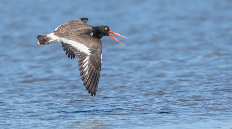 American Oystercatcher