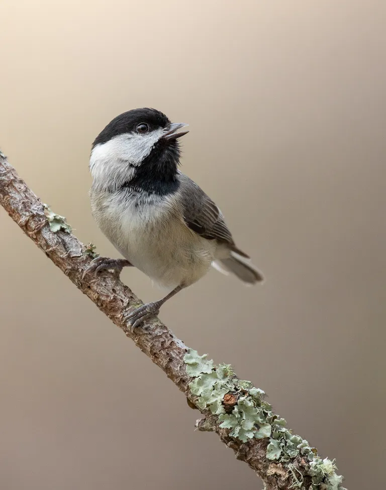 Carolina Chickadee