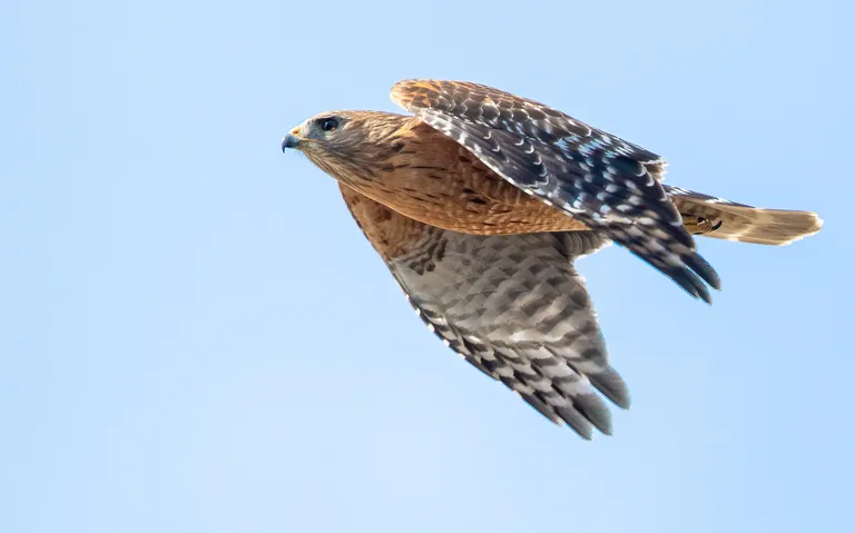 Red-shouldered Hawk