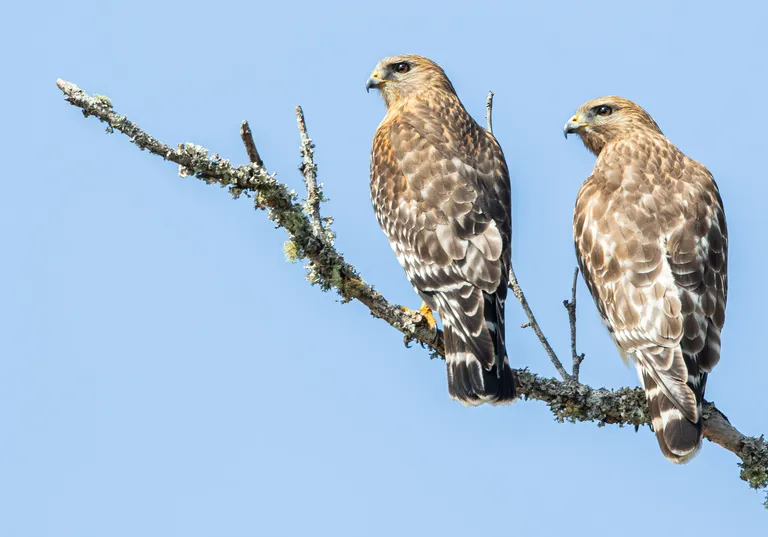 Red-shouldered Hawk