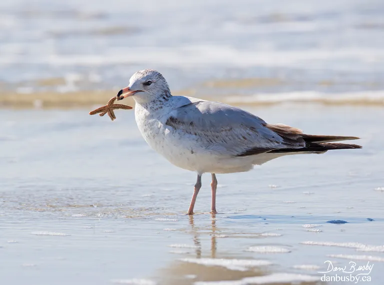 Ring-billed Gull