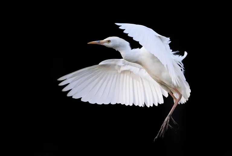 Cattle Egret