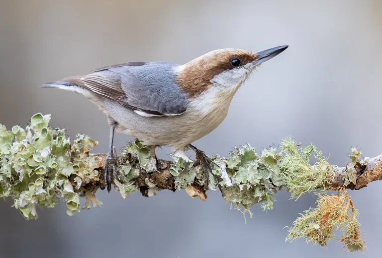 Brown-headed Nuthatch