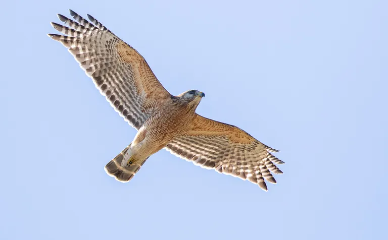 Red-shouldered Hawk