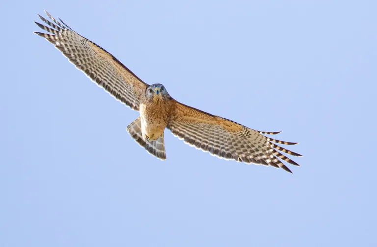 Red-shouldered Hawk