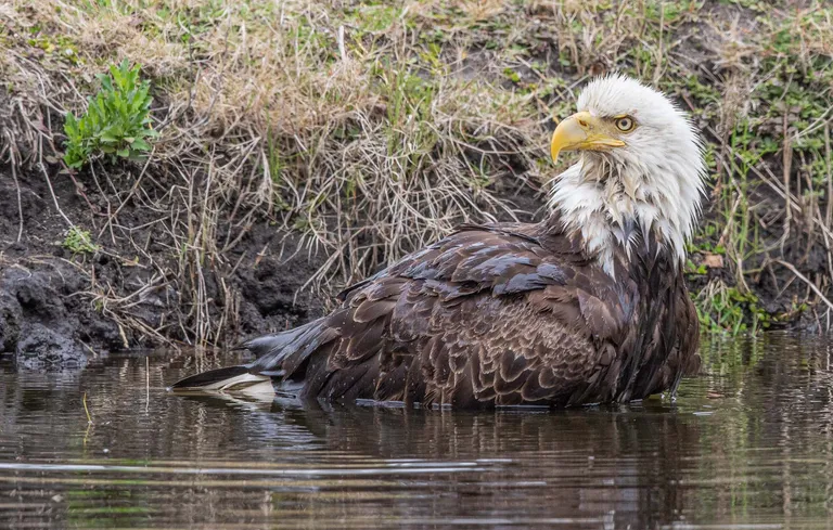 Bald Eagle
