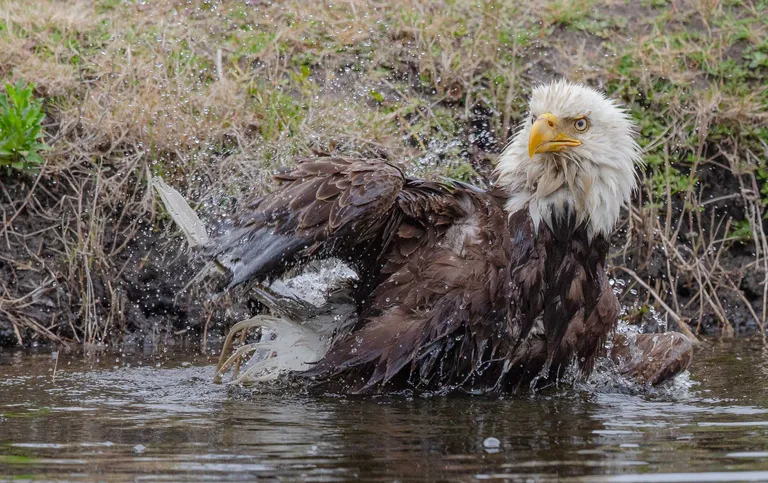 Bald Eagle