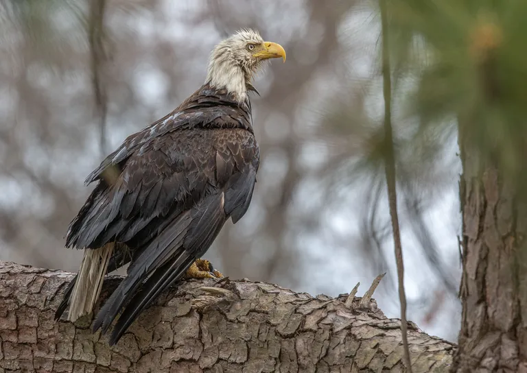 Bald Eagle