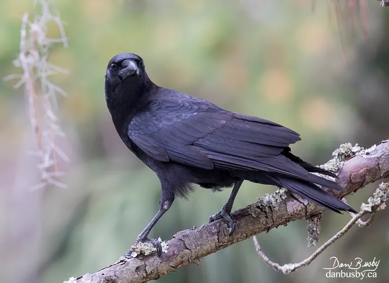 American Crow