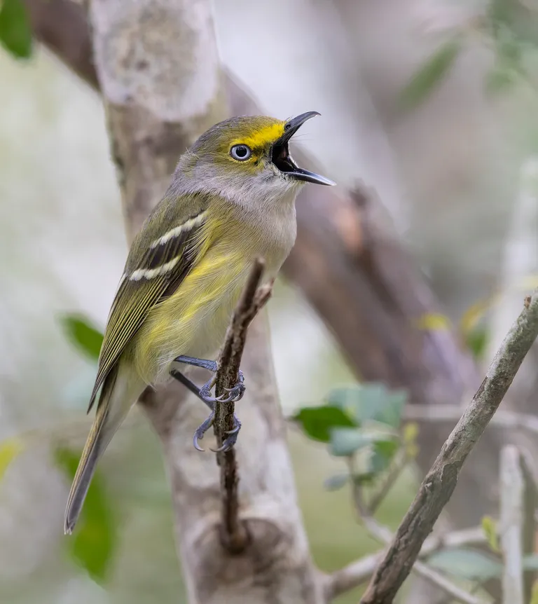 White-eyed Vireo