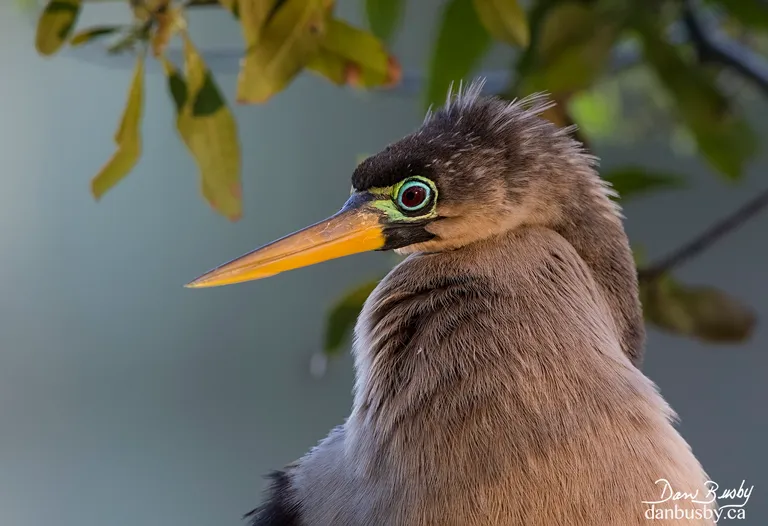 Anhinga, female