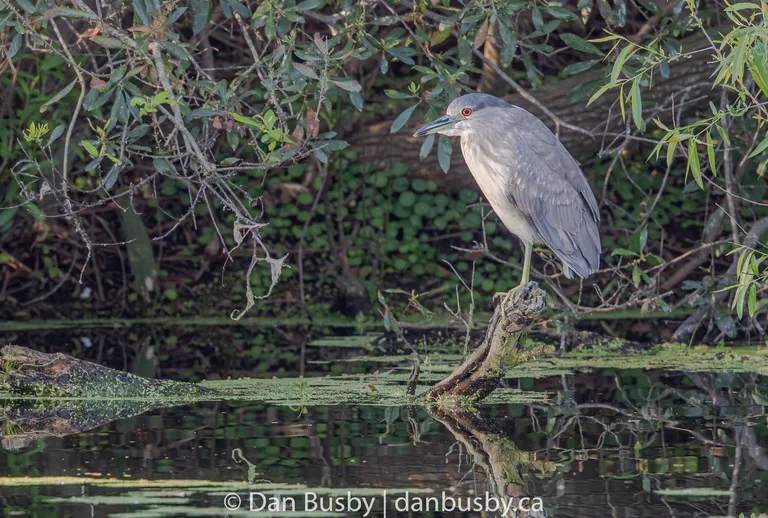Black-crowned Night-Heron