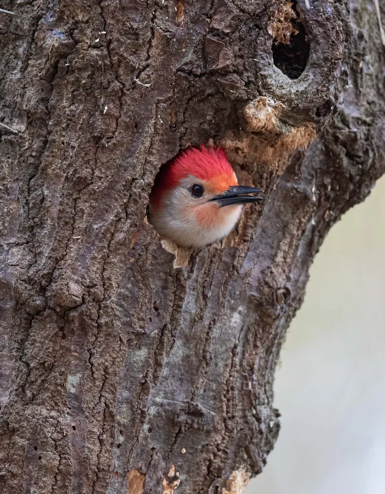 Red-bellied Woodpecker