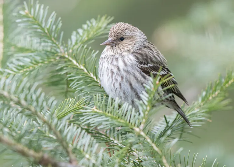 Pine Siskin