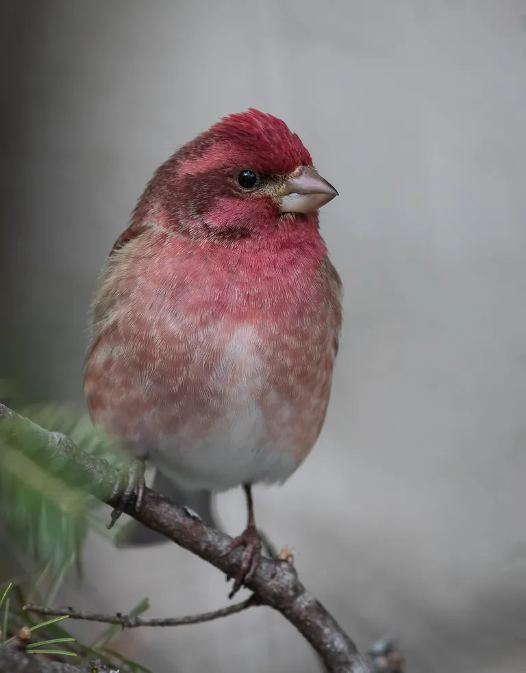 Purple Finch, male