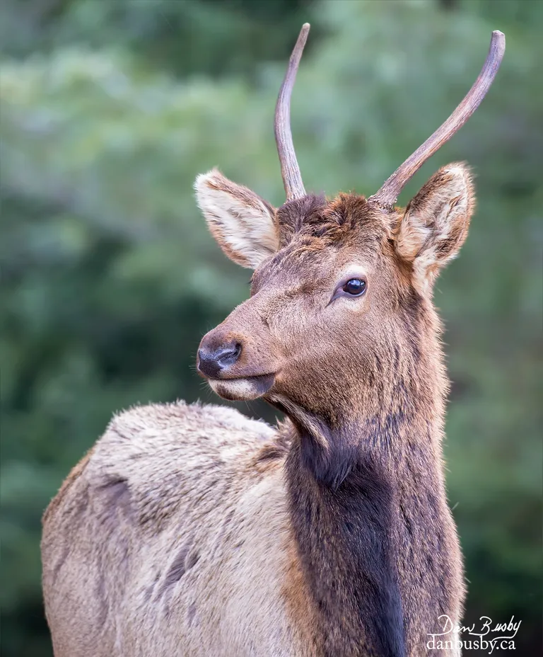 Elk