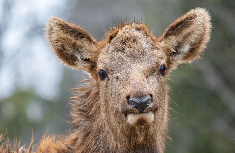 Elk, juvenile
