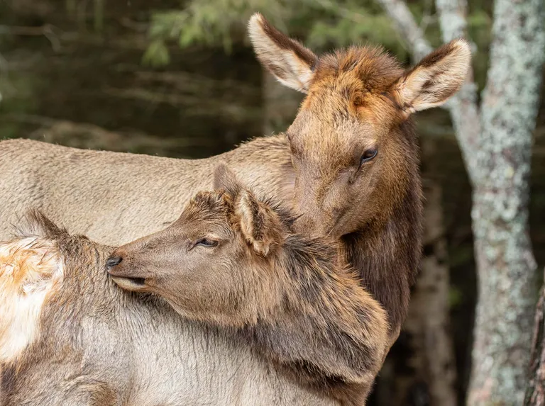 Elk, female with juvenile