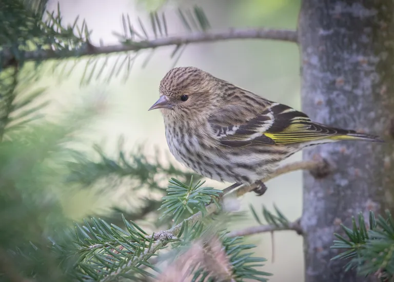 Pine Siskin