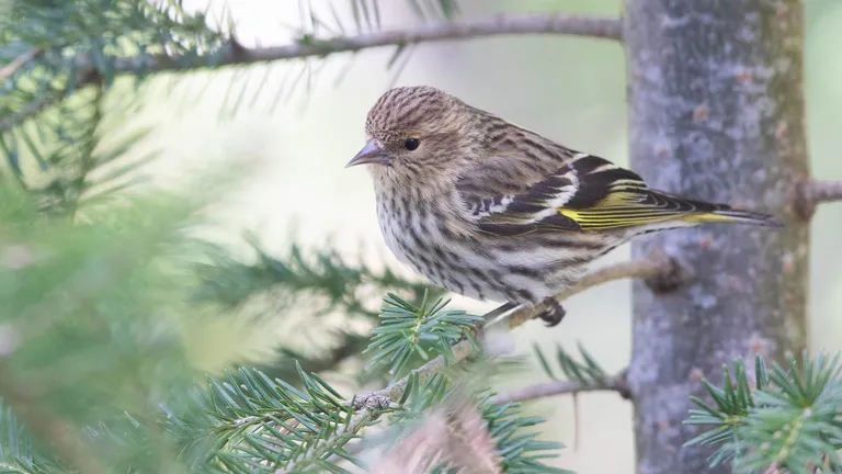 Pine Siskin