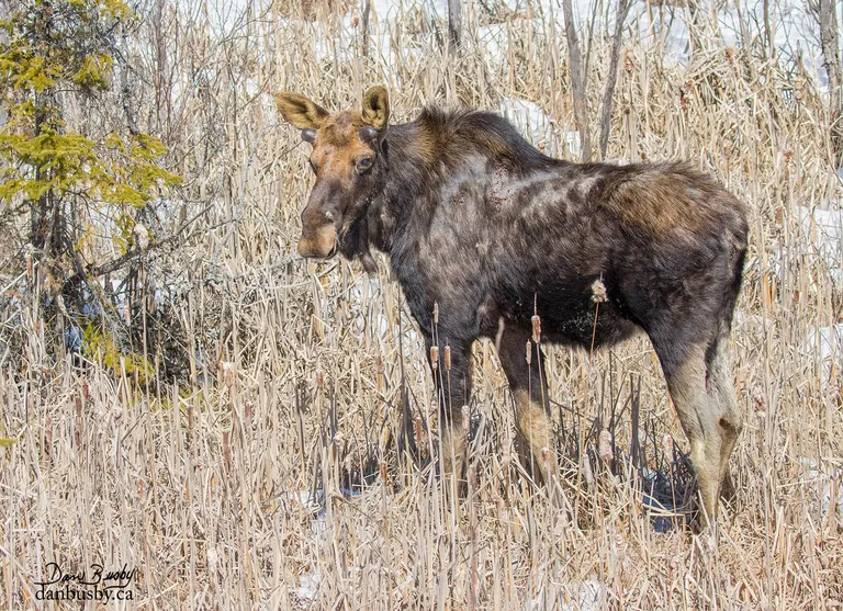 Moose