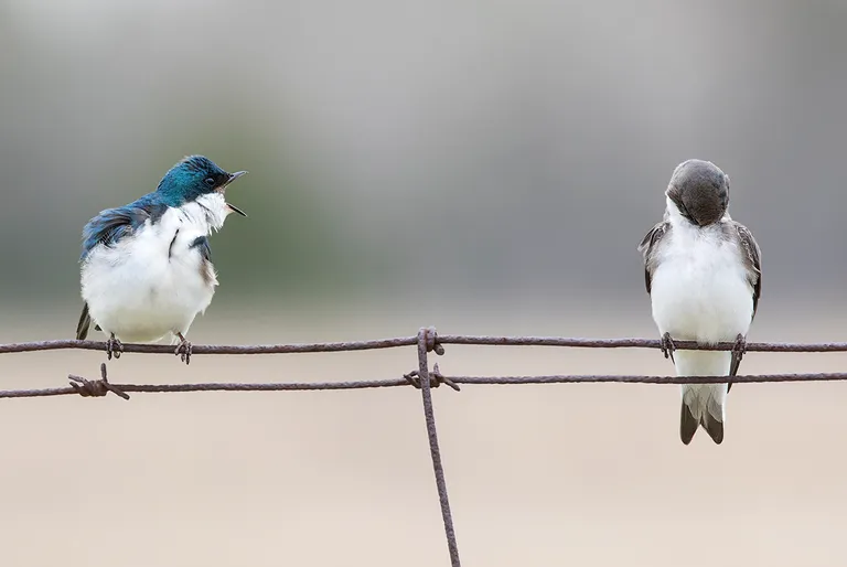 Tree Swallow