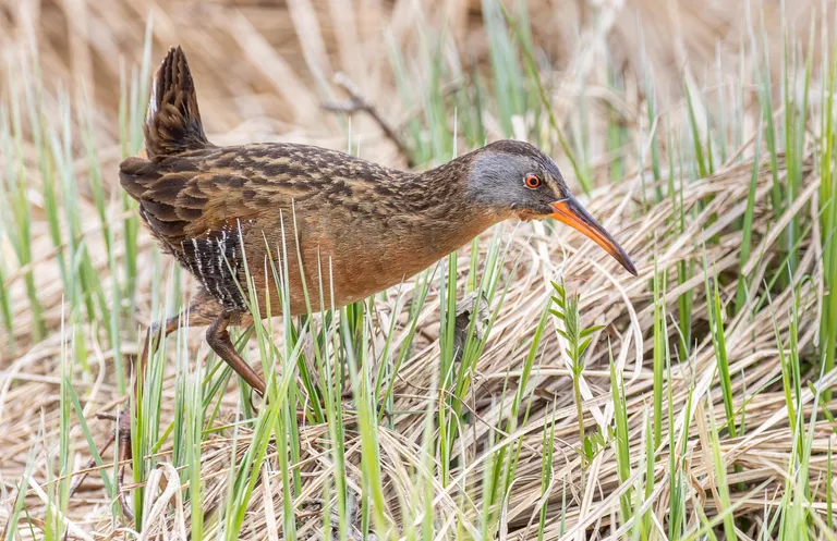 Virginia Rail