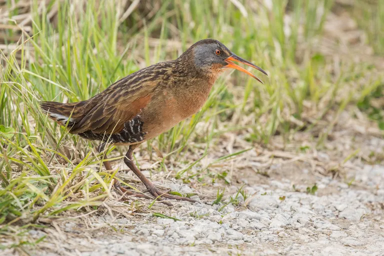 Virginia Rail