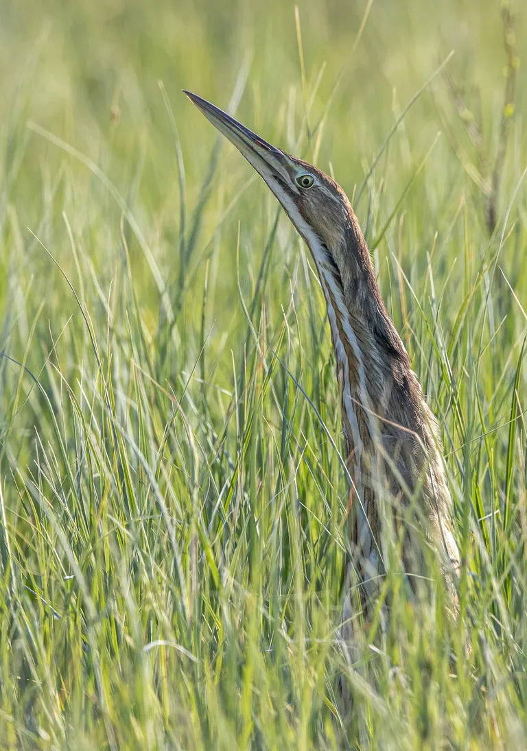 American Bittern