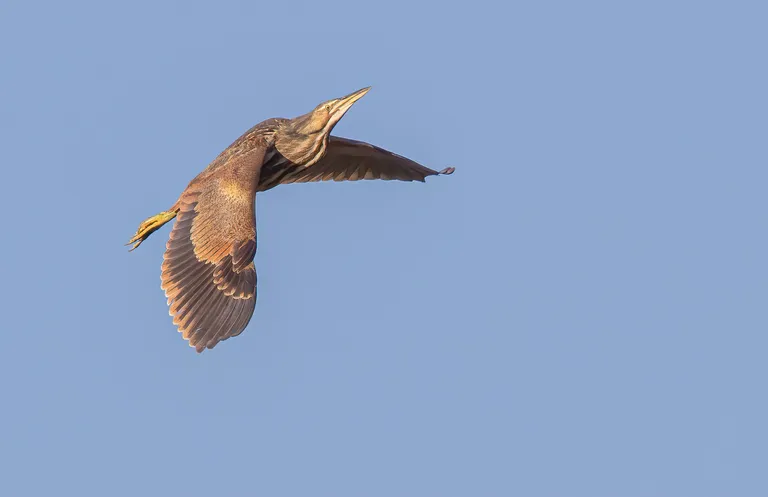 American Bittern