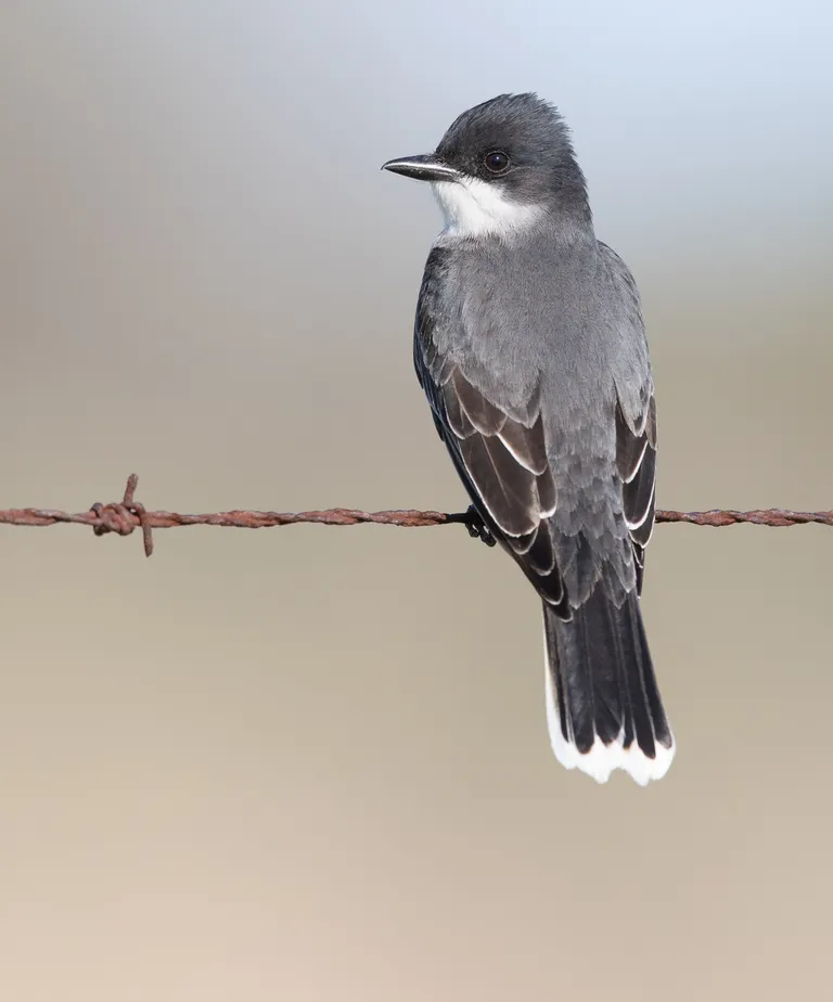 Eastern Kingbird