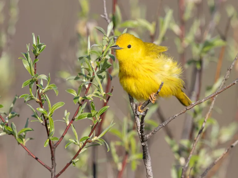 Yellow Warbler