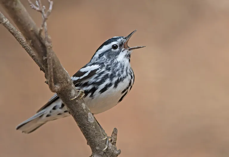Black-and-white Warbler