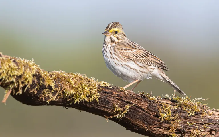 Savannah Sparrow
